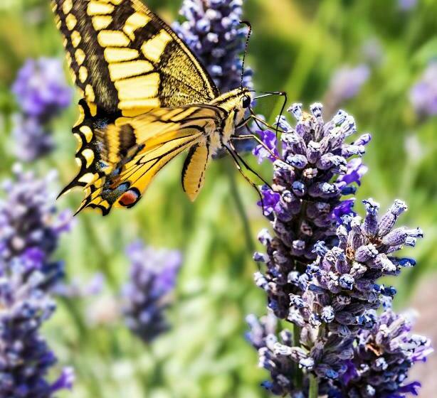 בית מלון כפרי Agriturismo Le Vigne