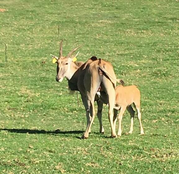 酒店 Meijer's Rust