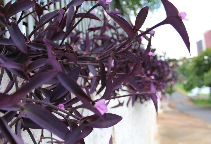 Pension Pousada Oliveira