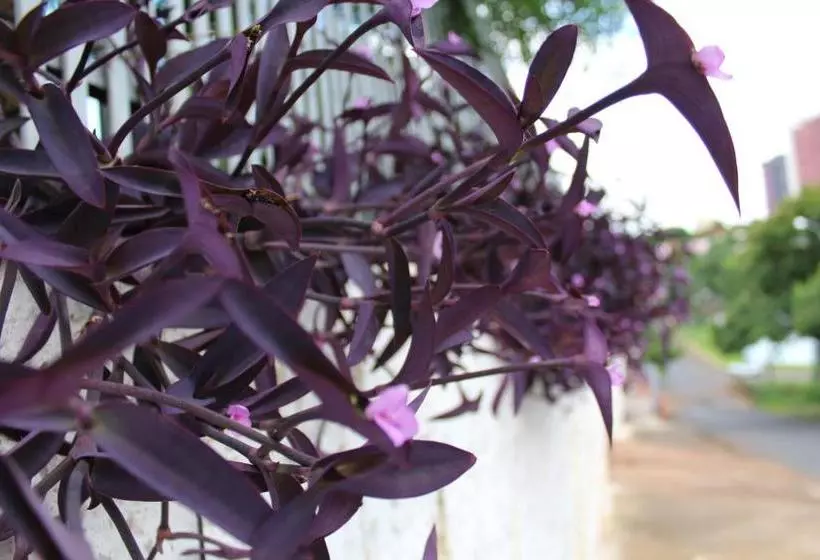 ペンション Pousada Oliveira