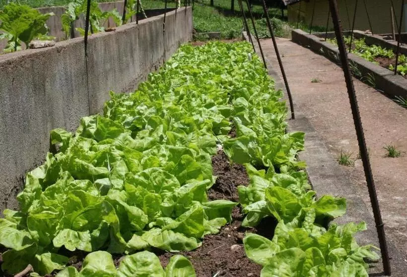 ペンション Pousada Ribeirão Do Ouro
