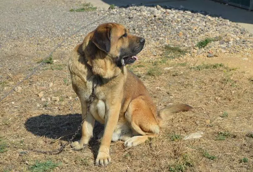 Majatalo Rural Reillo Alojamientos Rurales