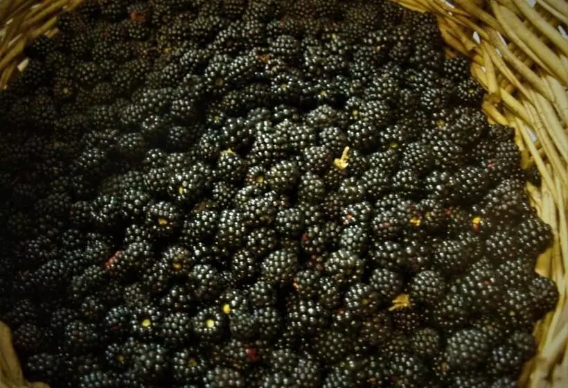 ホテル Agriturismo Becerca Vegan