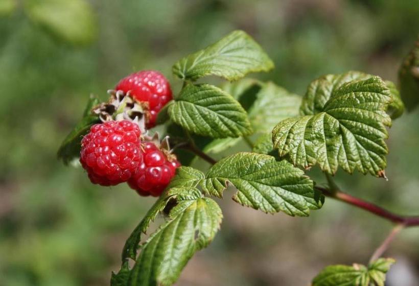 酒店 Ospitalita' Rurale Casa Cani