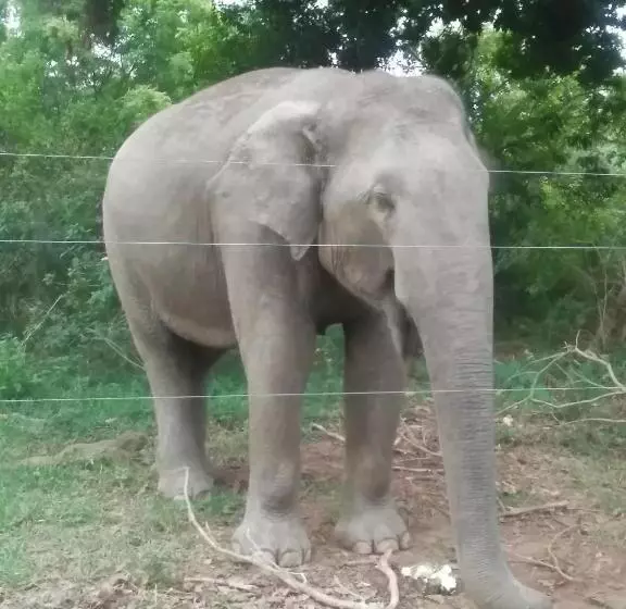 ホテル Udawalawe Wildlife & Nature Protection Bungalow