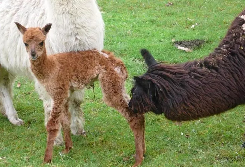 Aamiaismajoitus (B&B) Château Mont Suzey