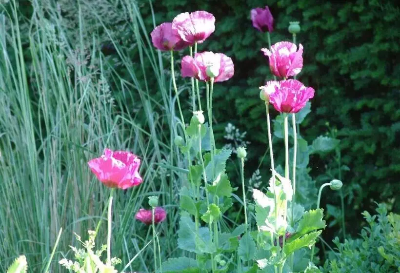 Bed and Breakfast Kasteel Sterkenburg