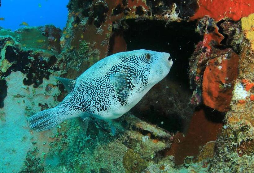 Mirihi Island Resort