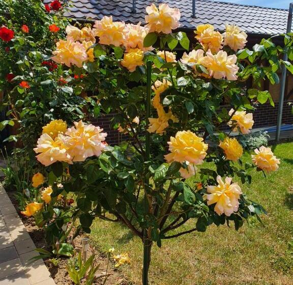 بنسيون Casa Roua