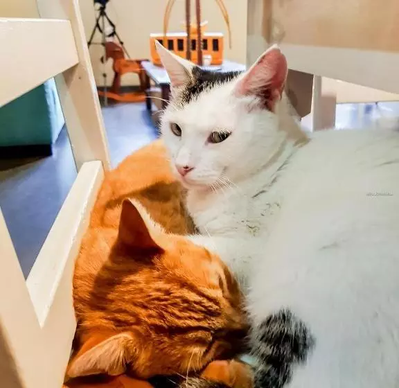 Casa De Arte Citá, Bed And Breakfasts