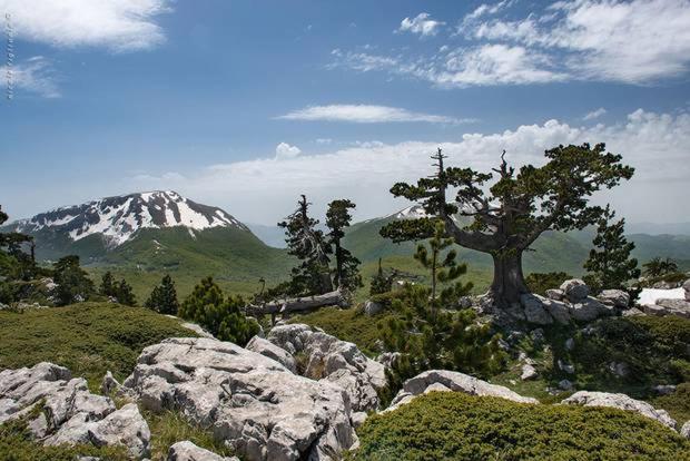 Bed and Breakfast Gelsomino