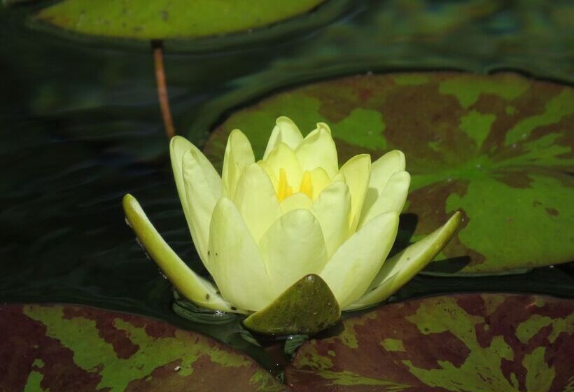 Szálloda Bethlehem Centre