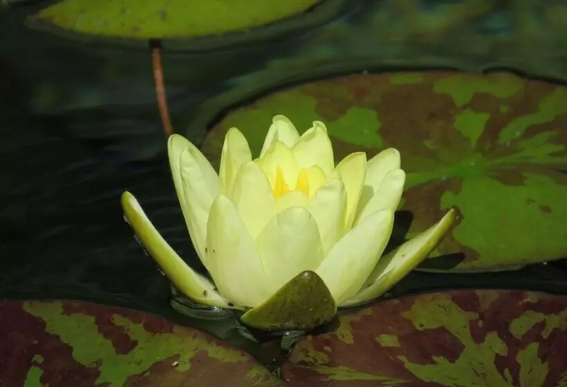 Hotelli Bethlehem Centre