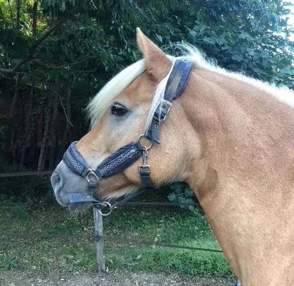 هتل Agriturismo Biomatto