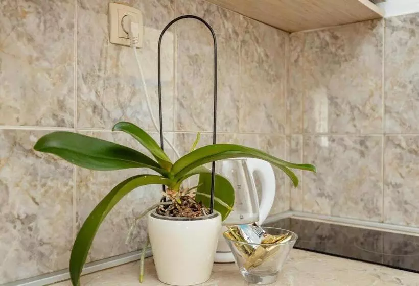 پانسیون Apartmani Vico