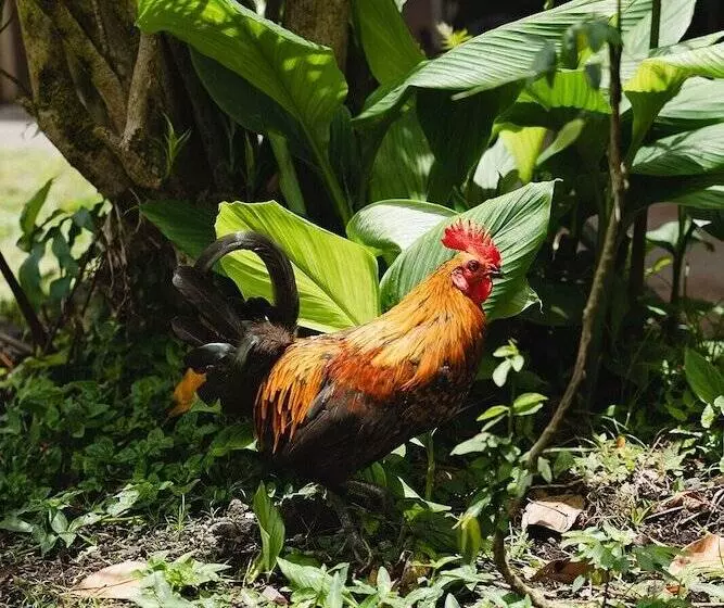 Hotelli Hawaiian Sanctuary Eco Retreat Center