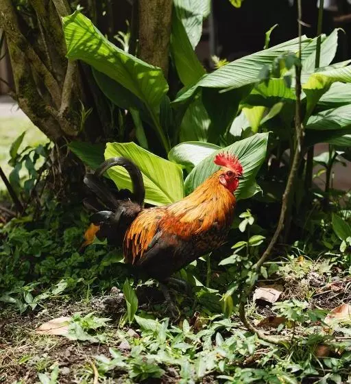 Hotelli Hawaiian Sanctuary Eco Retreat Center