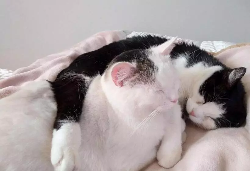 B&b Palazzo Mestichelli Boutique Palace