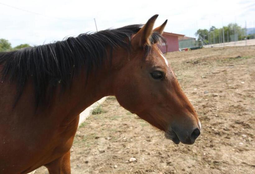 Agriturismo Ciociaro  Il Colle  Hotel Ristorante