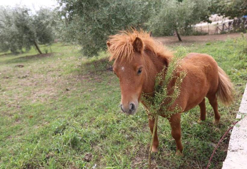 Agriturismo Ciociaro  Il Colle  Hotel Ristorante