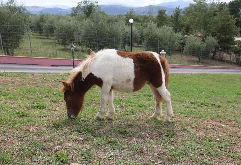 Agriturismo Ciociaro  Il Colle  Hotel Ristorante
