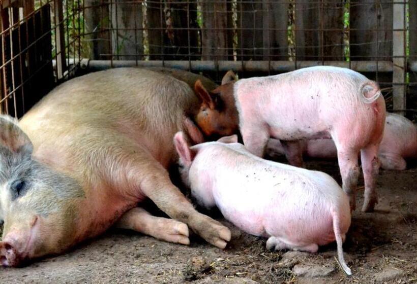 호텔 Agriturismo Il Tripesce