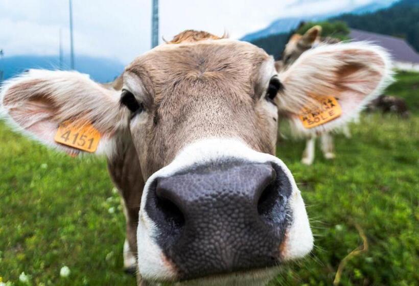 Residence Cavanis Wellness & Spa