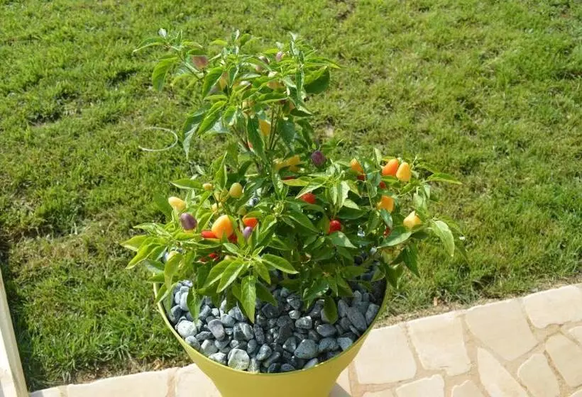 هتل Agriturismo Casa Del Peperoncino