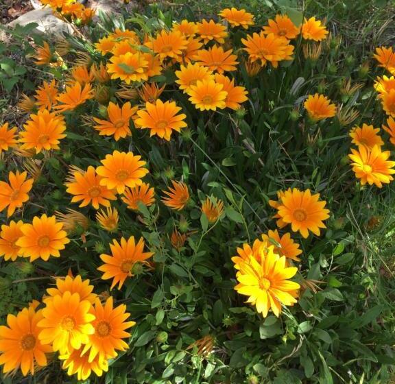 פנסיון Il Ginepro