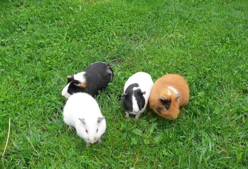 호텔 Ferienwohnungen Bulandhof