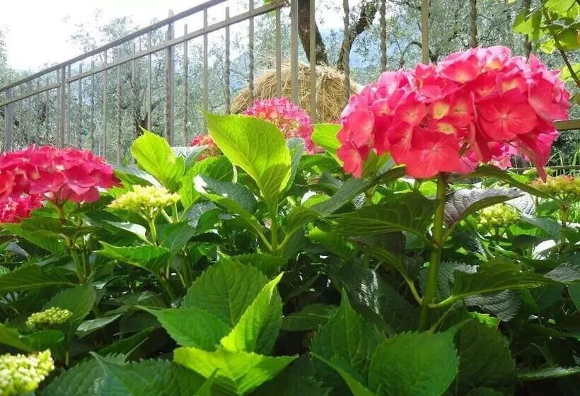 Residence Il Cedro