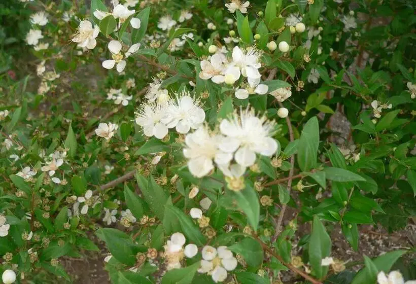 هتل Agriturismo Sa Tanca Noa