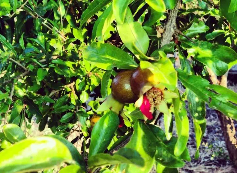 هتل Agriturismo Sa Tanca Noa