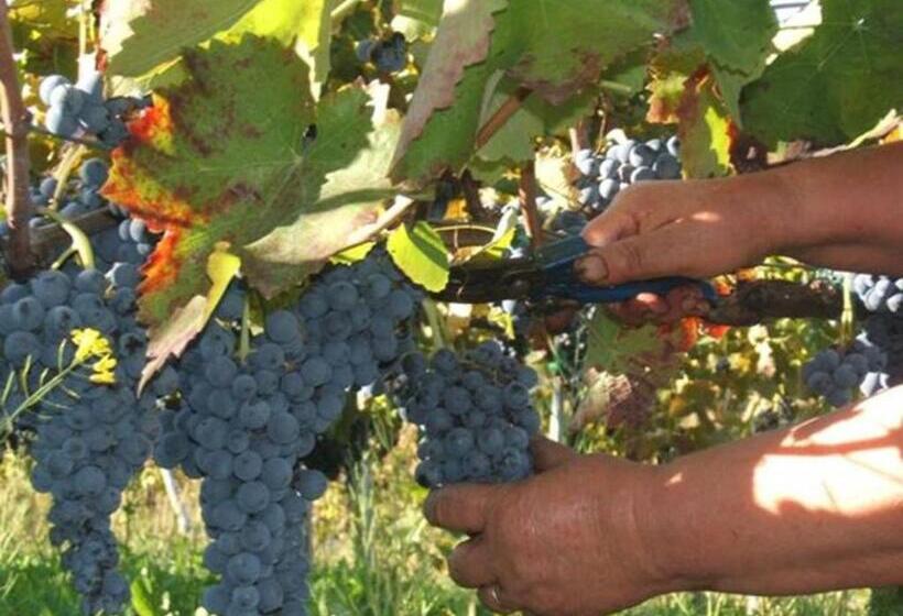 בית מלון כפרי Agritursmo Montesalerno