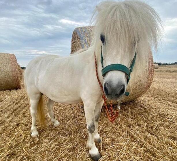 酒店 Azienda Agrituristica Il Poggetto Delle Spighe