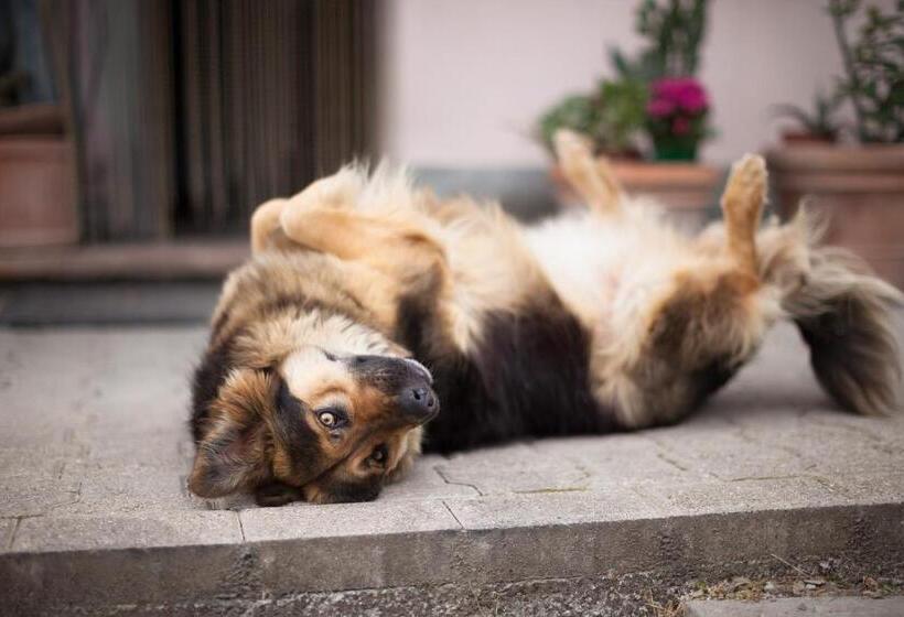 酒店 L Alpenice Bioagriturismo