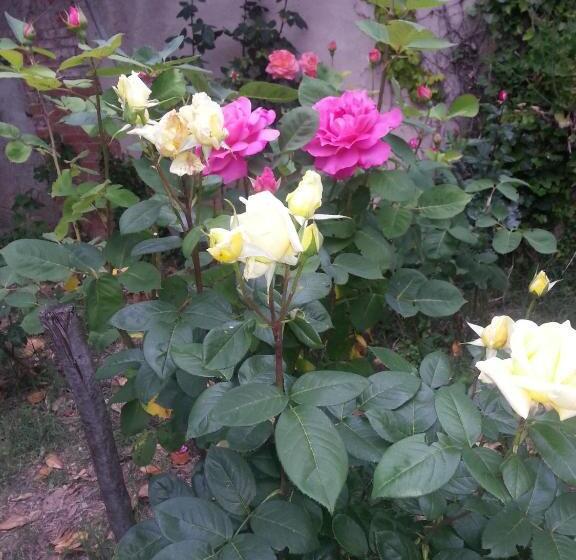 بنسيون La Cour Verte