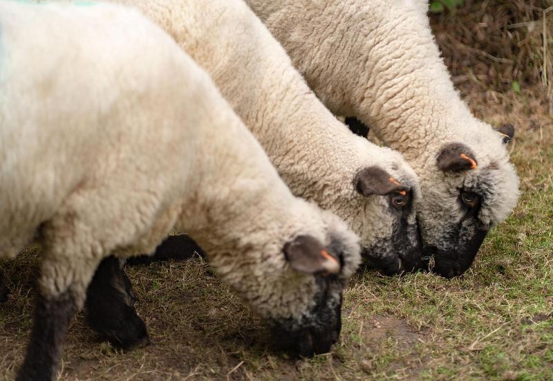 بنسيون Great Ashley Farm Bed And Breakfast & Shepherds Huts