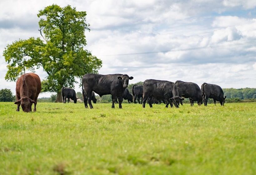 بنسيون Great Ashley Farm Bed And Breakfast & Shepherds Huts