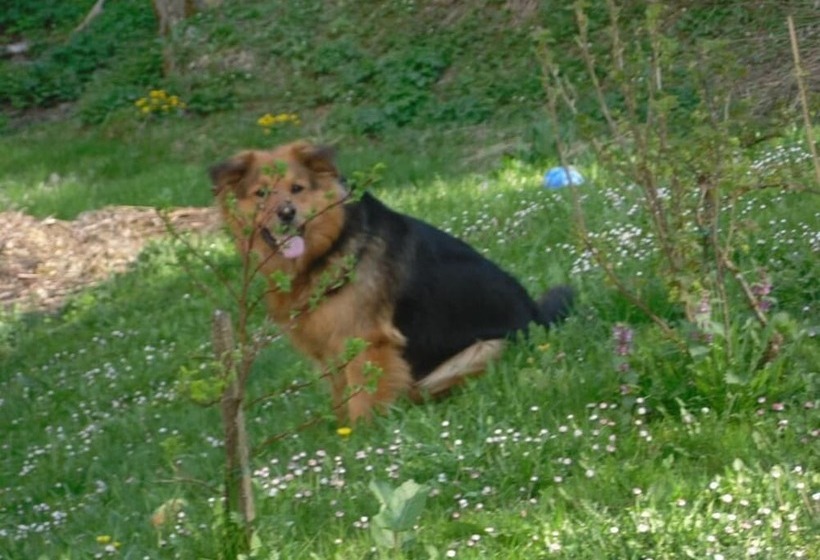 膳宿费 Landgasthaus Gemsennest