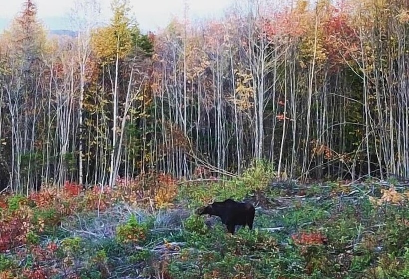 هاستل Kineo View Lodge