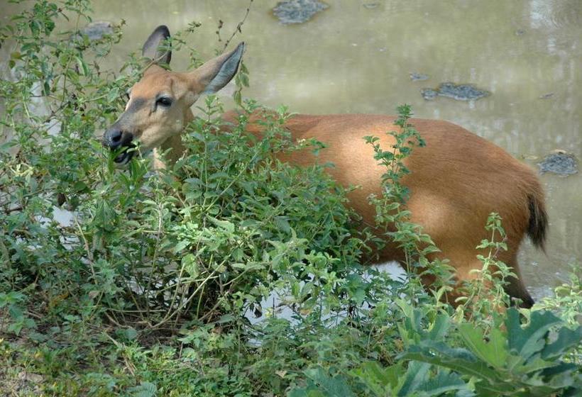 هتل Pousada São João   Estrada Parque Pantanal