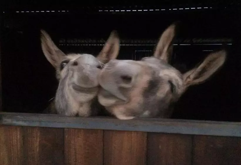 پانسیون Sanctuary Life Guest Farm