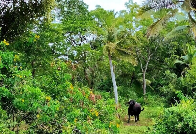 Pension Three Little Birds