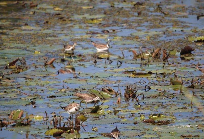 Pension Three Little Birds