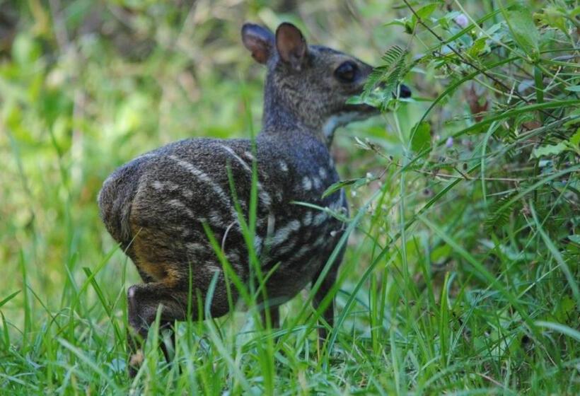 Pension Three Little Birds