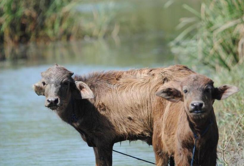 Pension Three Little Birds