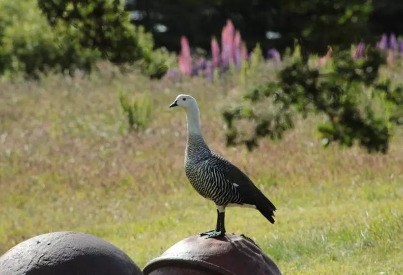 ユースホステル Hospedaje Isla Magdalena