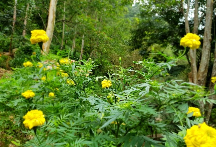 Ostello Ella River House