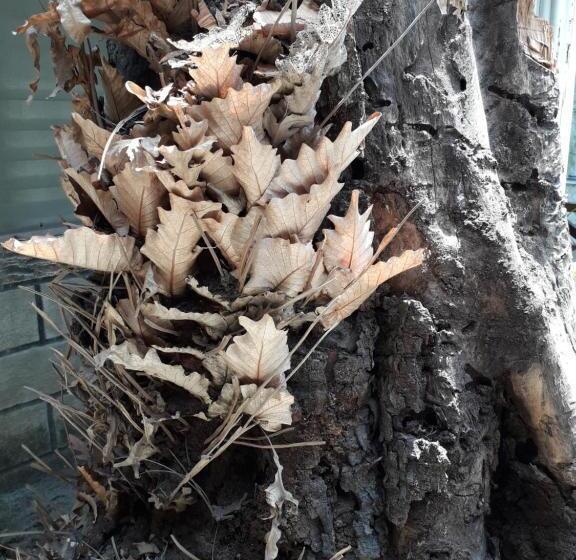 بنسيون Chislyk Inn